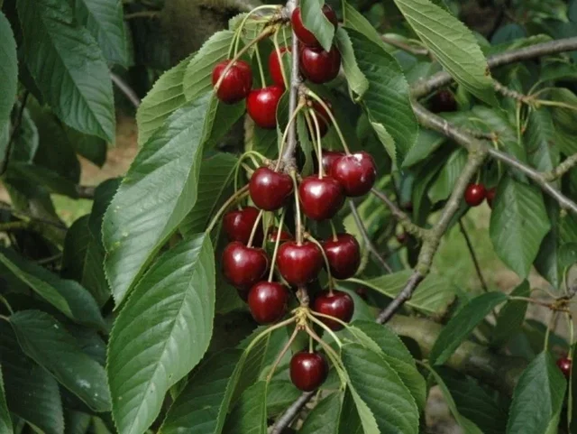 Prunus c. Dubbele Meikers (Kirschbaum)