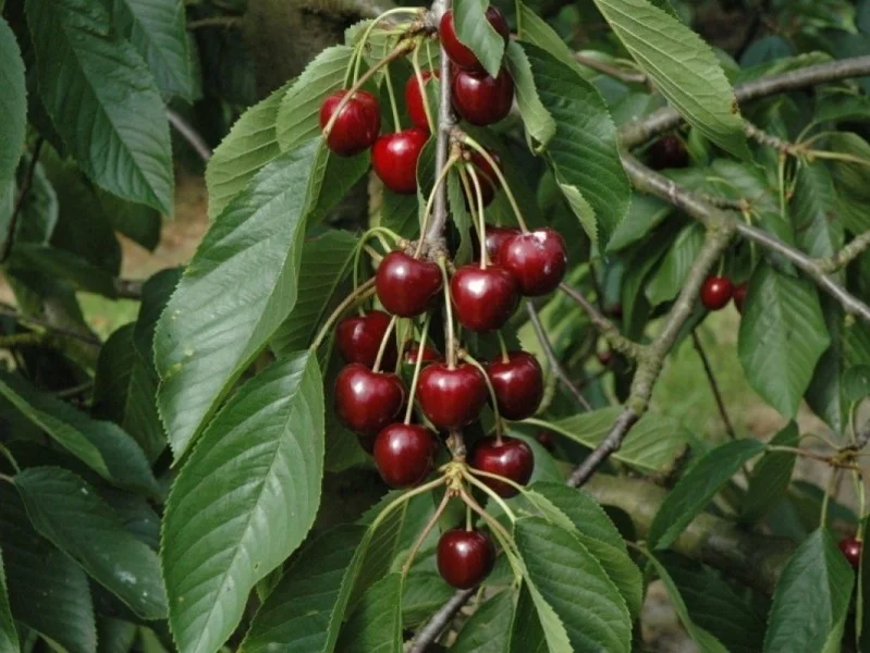 Prunus c. Dubbele Meikers (Zoetzurekers)
