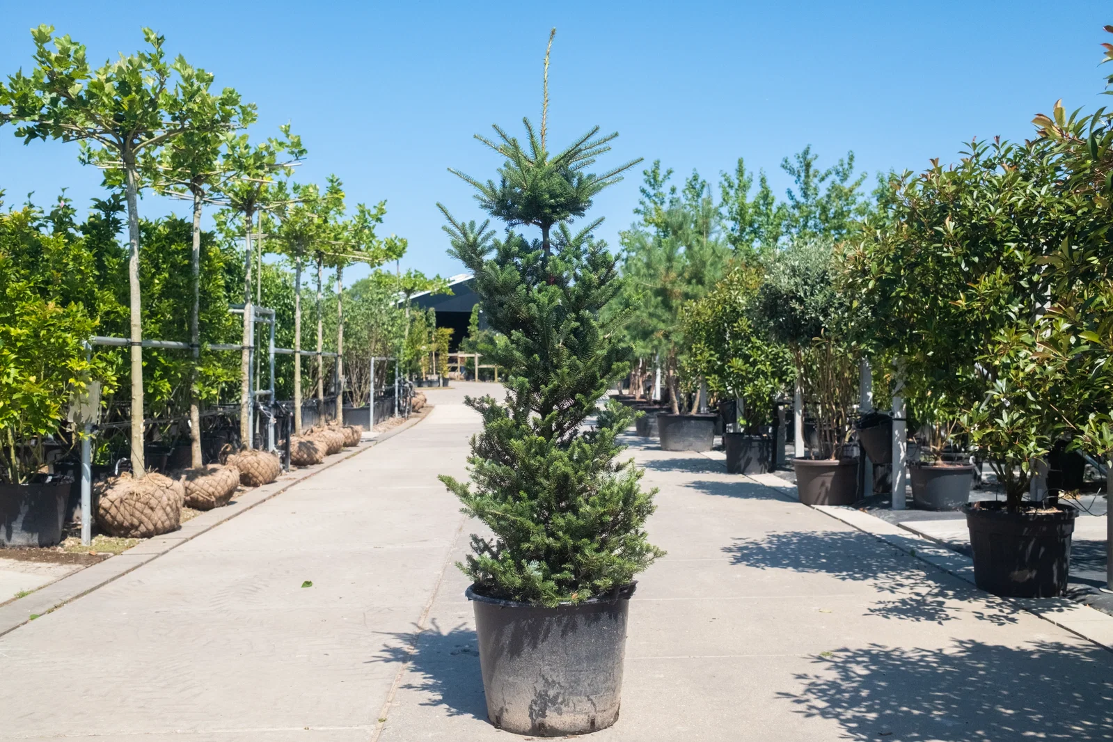Abies Nordmanniana (Nordmanntanne)-3