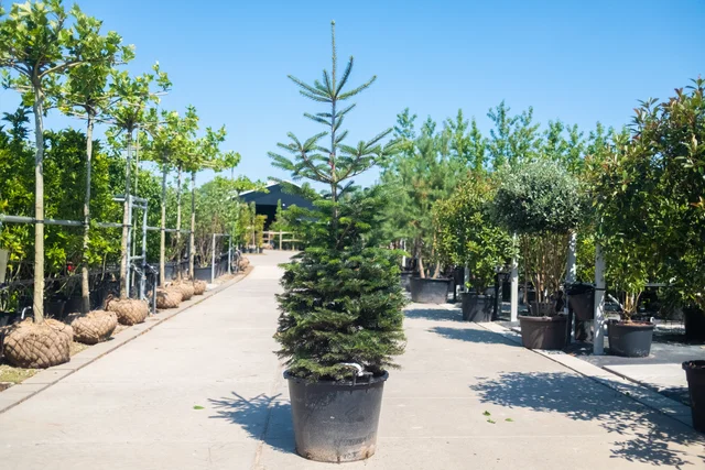 Abies Nordmanniana (Nordmannspar) Abies Nordmanniana (Nordmannspar)