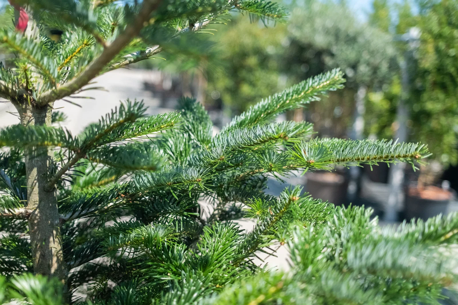 Abies Nordmanniana (Nordmanntanne)-4