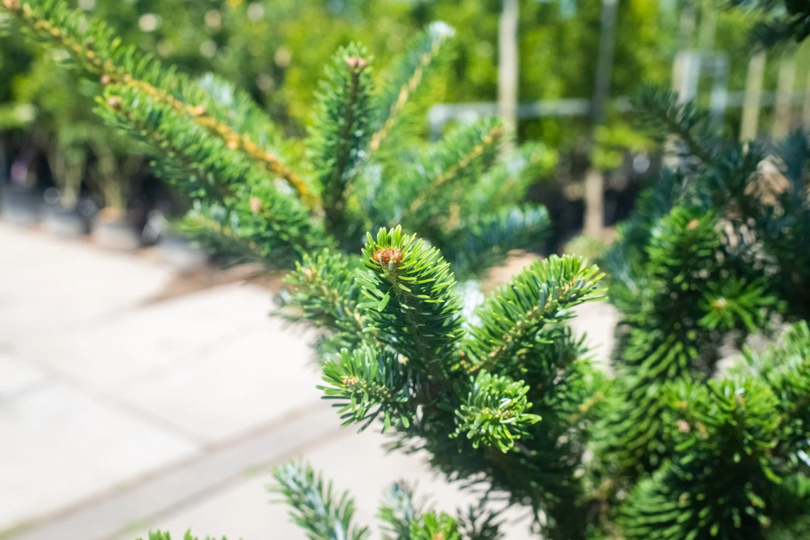 Abies Nordmanniana (Nordmanntanne)-5