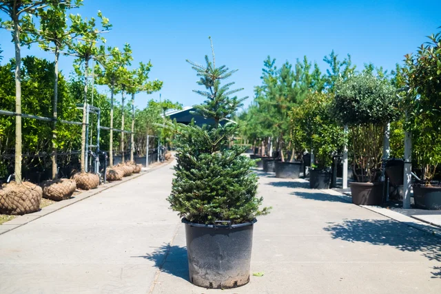 Abies Koreana (Koreaanse Spar) Abies Koreana (Koreaanse Spar)
