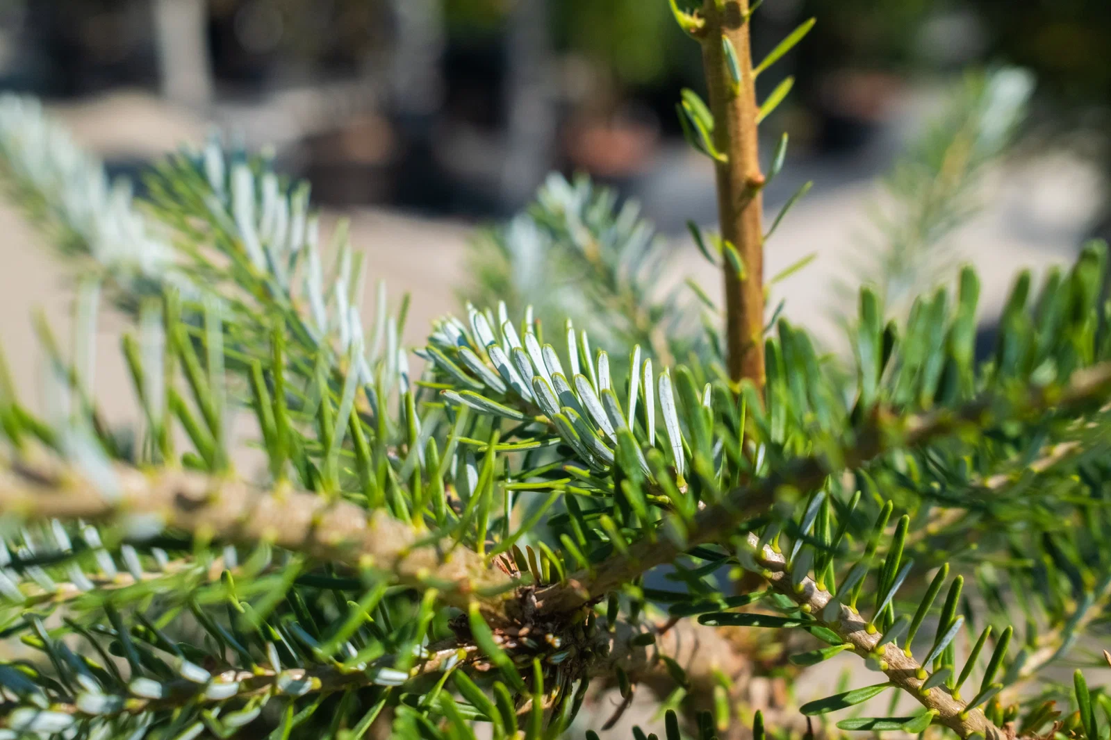 Abies Koreana (Koreatanne)-4