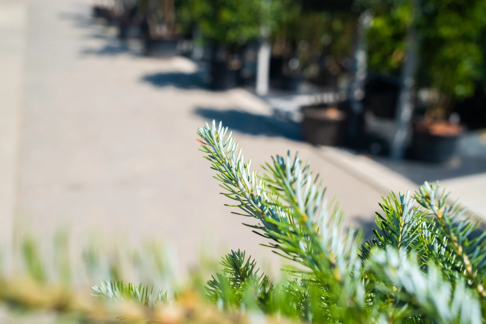 Abies Koreana (Koreatanne)-5