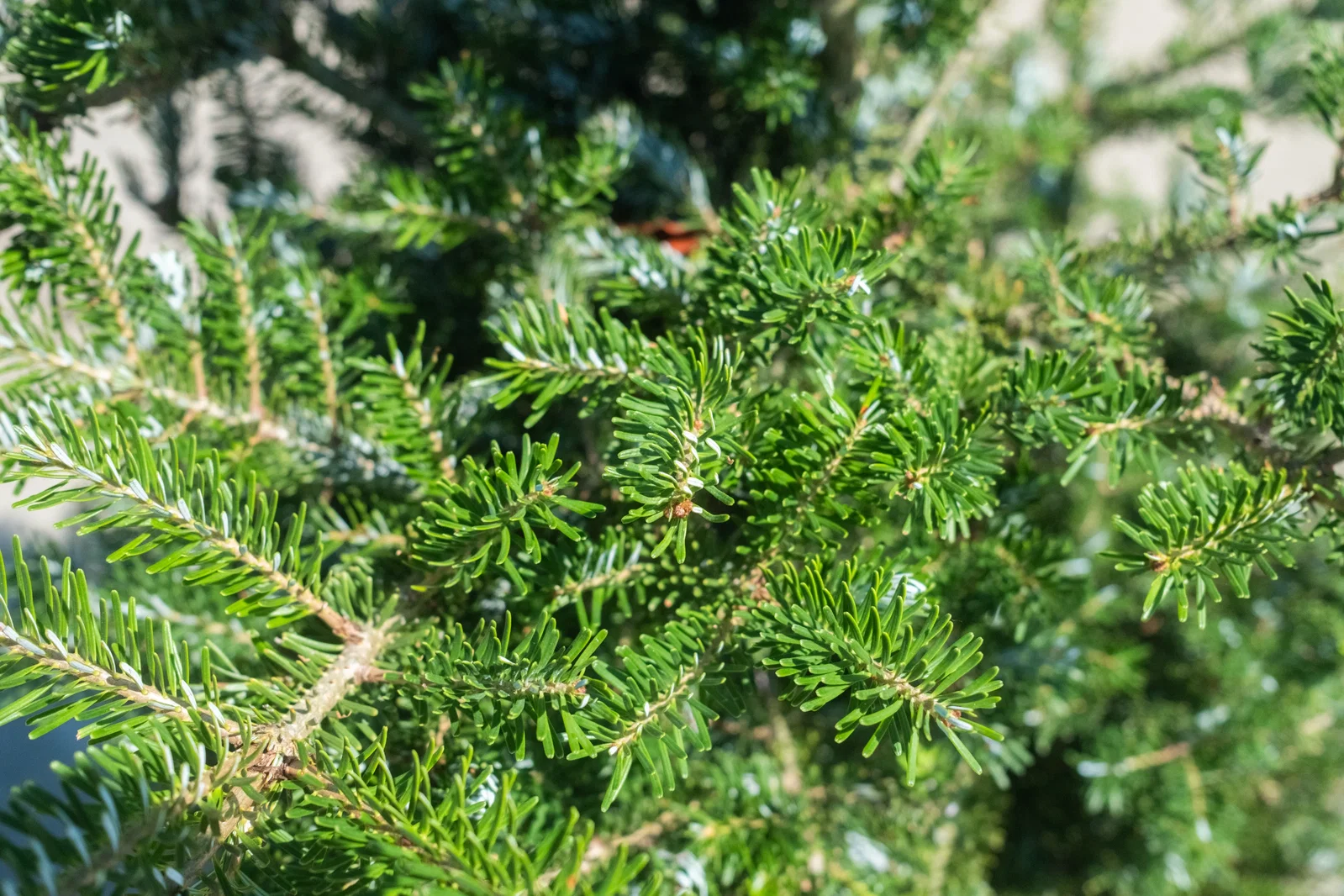 Abies Koreana (Koreatanne)-3