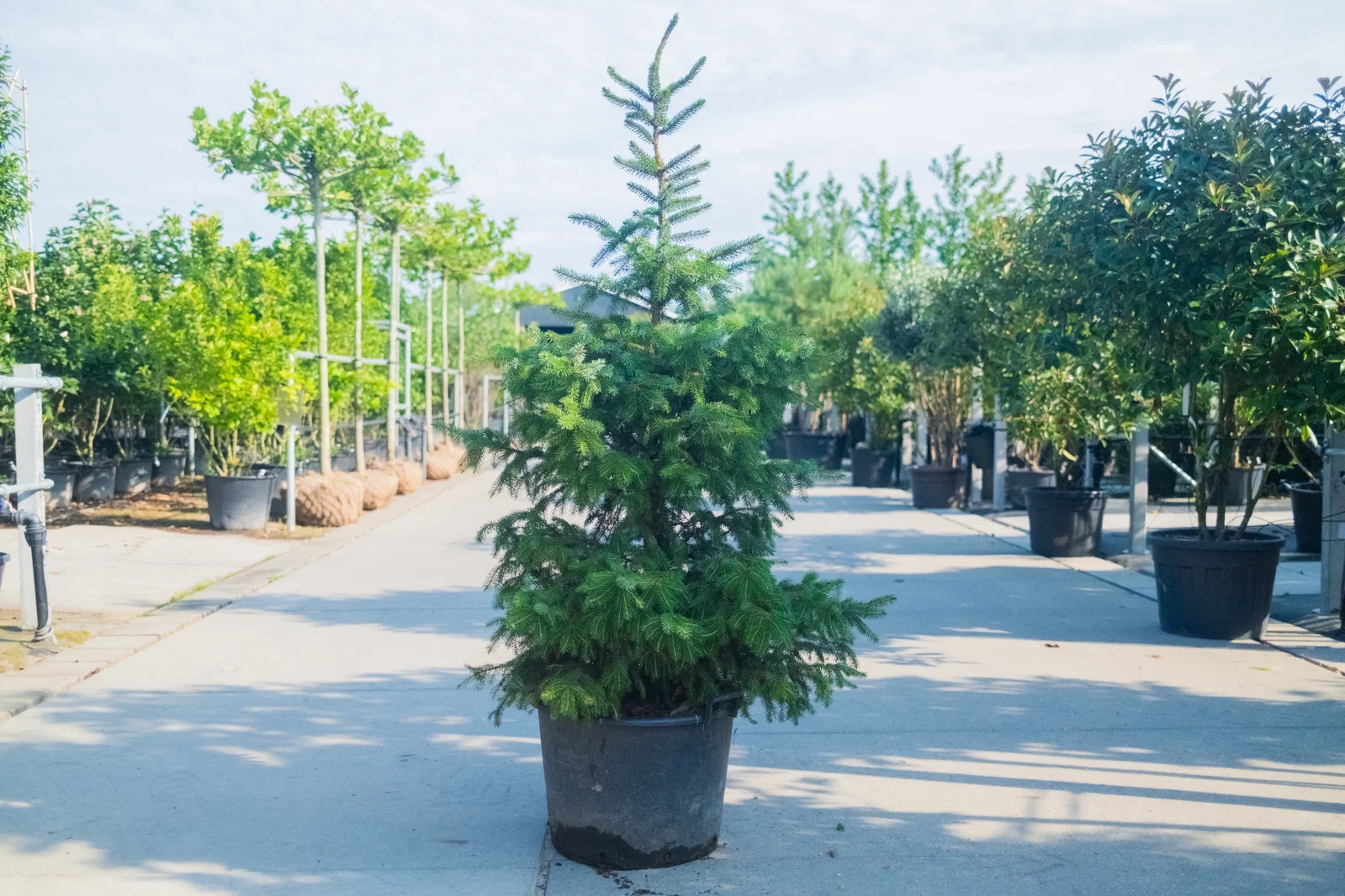 Picea omorika (Spar)-1