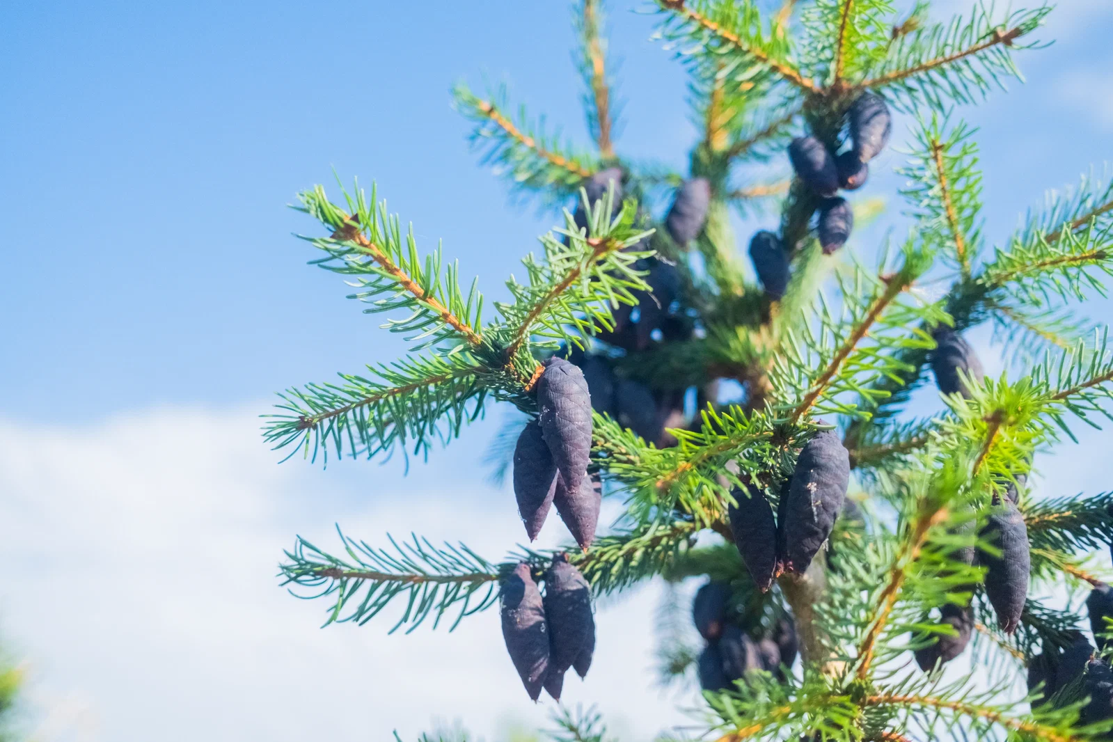 Picea omorika (Spar)-3