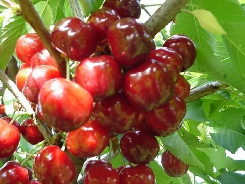 Prunus avium Castor (Zoete Kers)