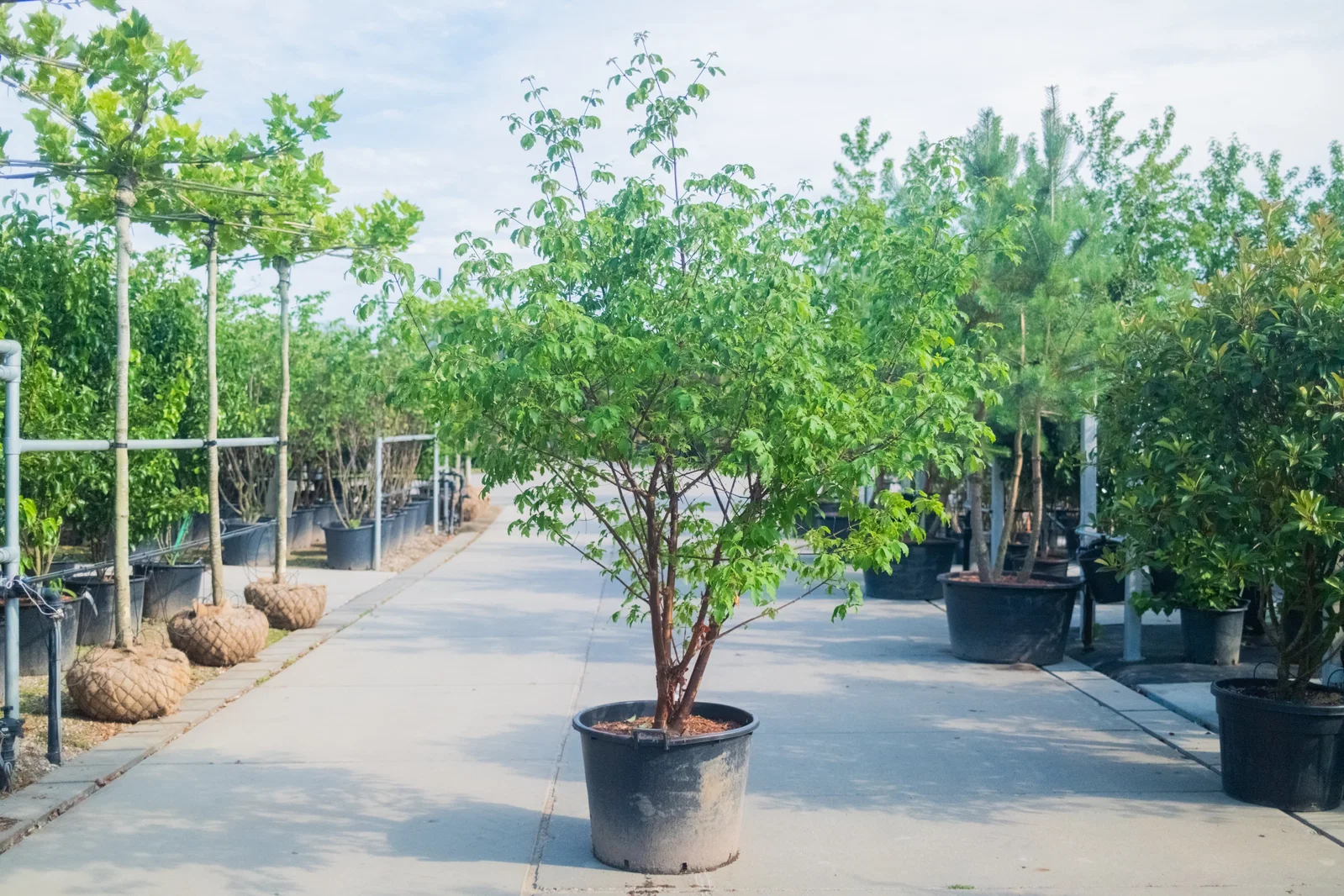 Acer Griseum Mehrstämmig (Zimtahorn)-5
