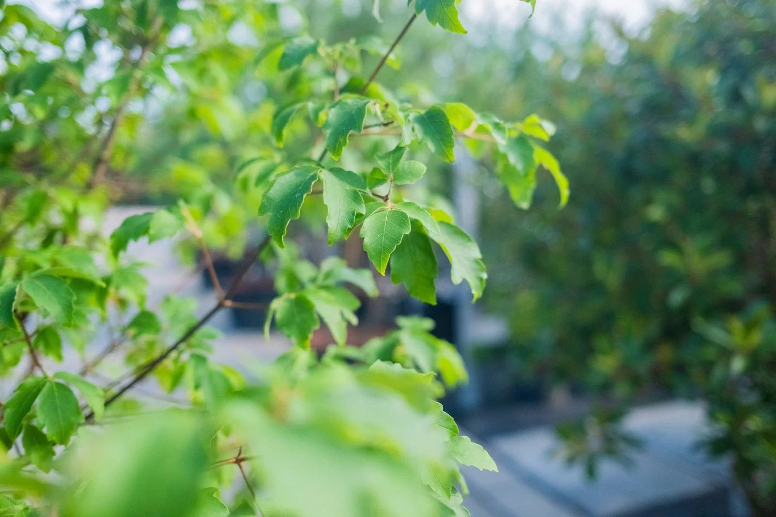 Acer Griseum Mehrstämmig (Zimtahorn)-8