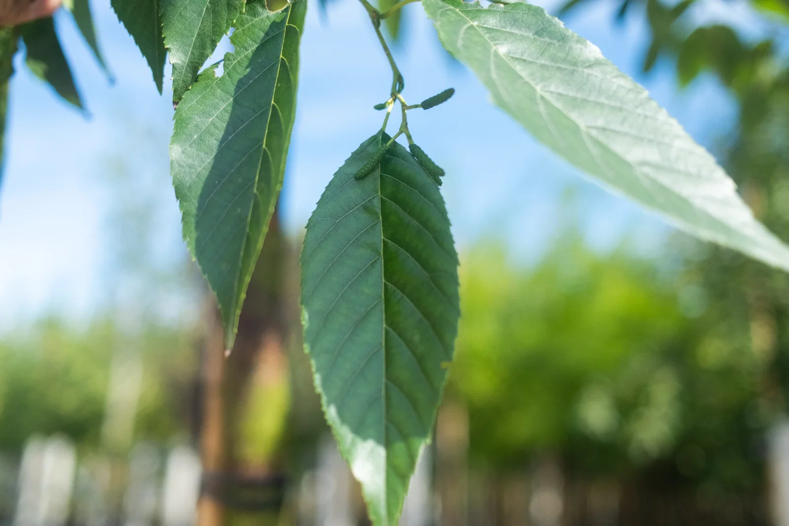 Alnus Spaethii (Purpur Erle)-4