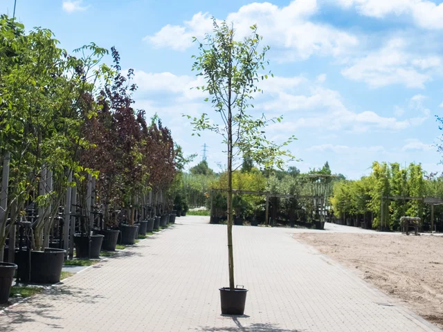 Amelanchier Lamarckii (Krentenboom)
