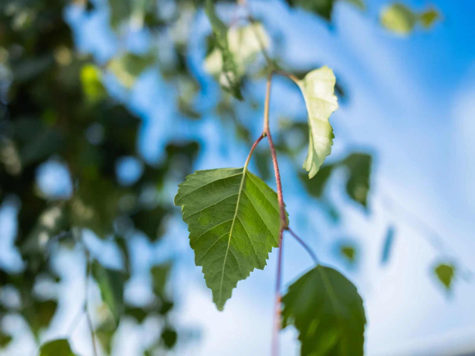 Betula Pendula Youngii (Prieelberk)-10