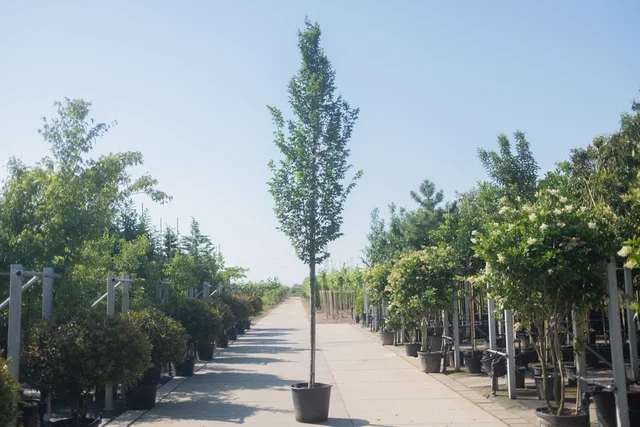 Carpinus Betulus Fastigiata (Zuilhaagbeuk op stam)