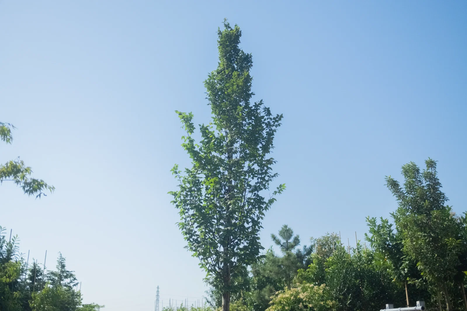 Carpinus Betulus Fastigiata (Säulen-Hainbuche auf Stamm)-3