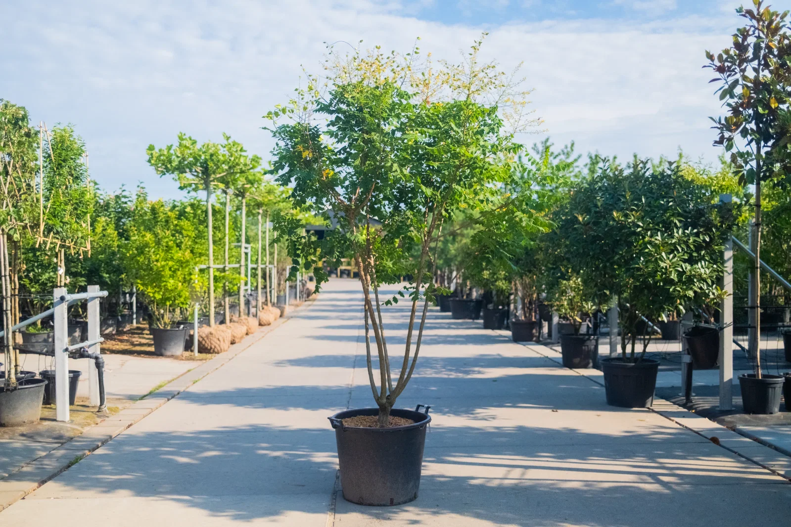 Koelreuteria Paniculata Mehrstämmig (Blasenbaum)-1
