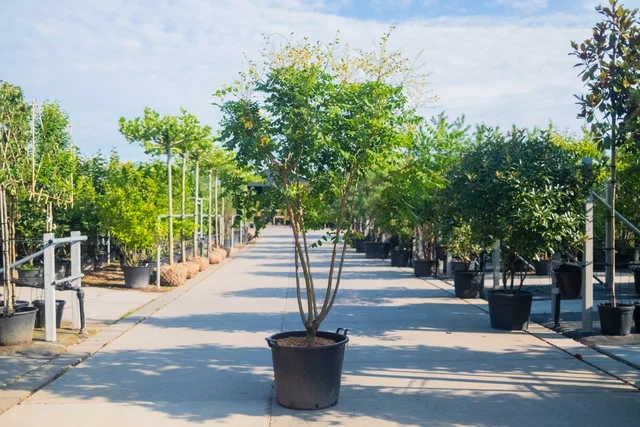 Koelreuteria Paniculata Mehrstämmig (Blasenbaum) Koelreuteria Paniculata Mehrstämmig (Blasenbaum)