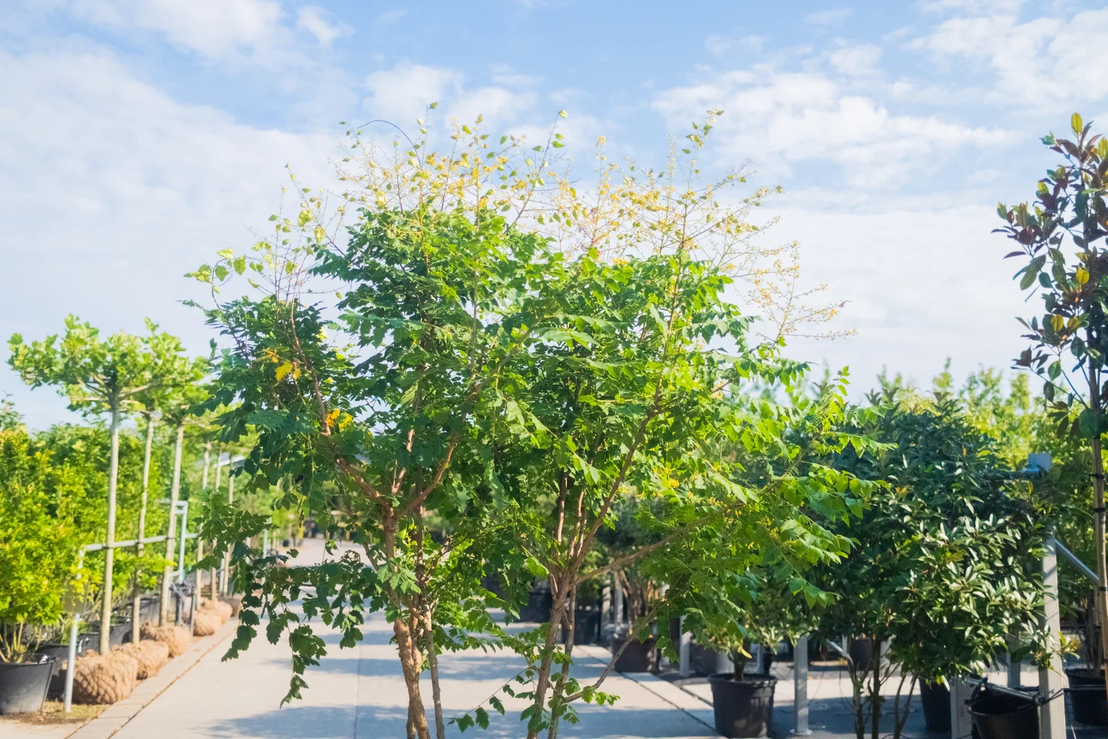 Koelreuteria Paniculata Mehrstämmig (Blasenbaum)-2