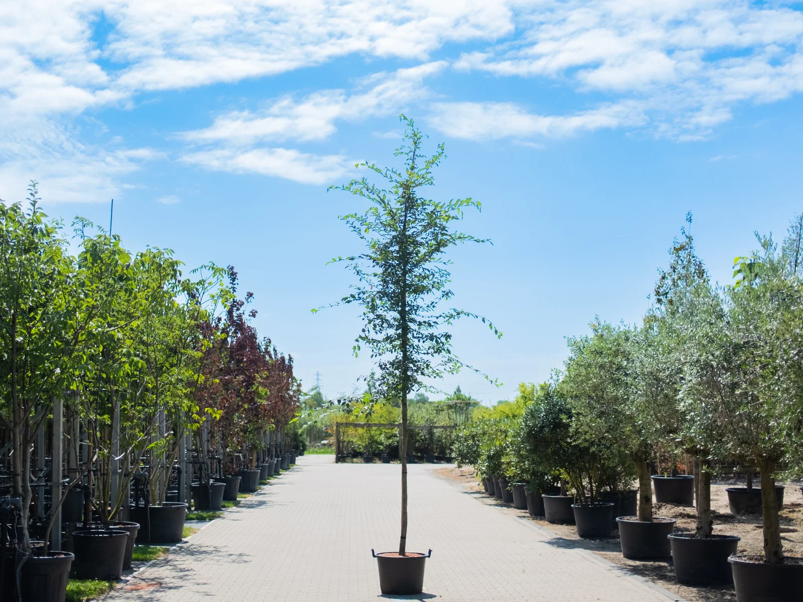 Carpinus Betulus Hochstamm (Hainbuche)-4