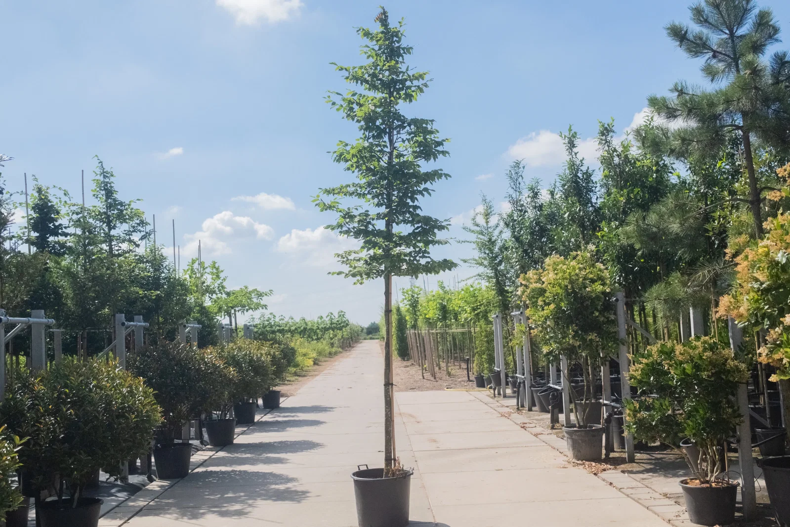 Carpinus Betulus Hochstamm (Hainbuche)-3