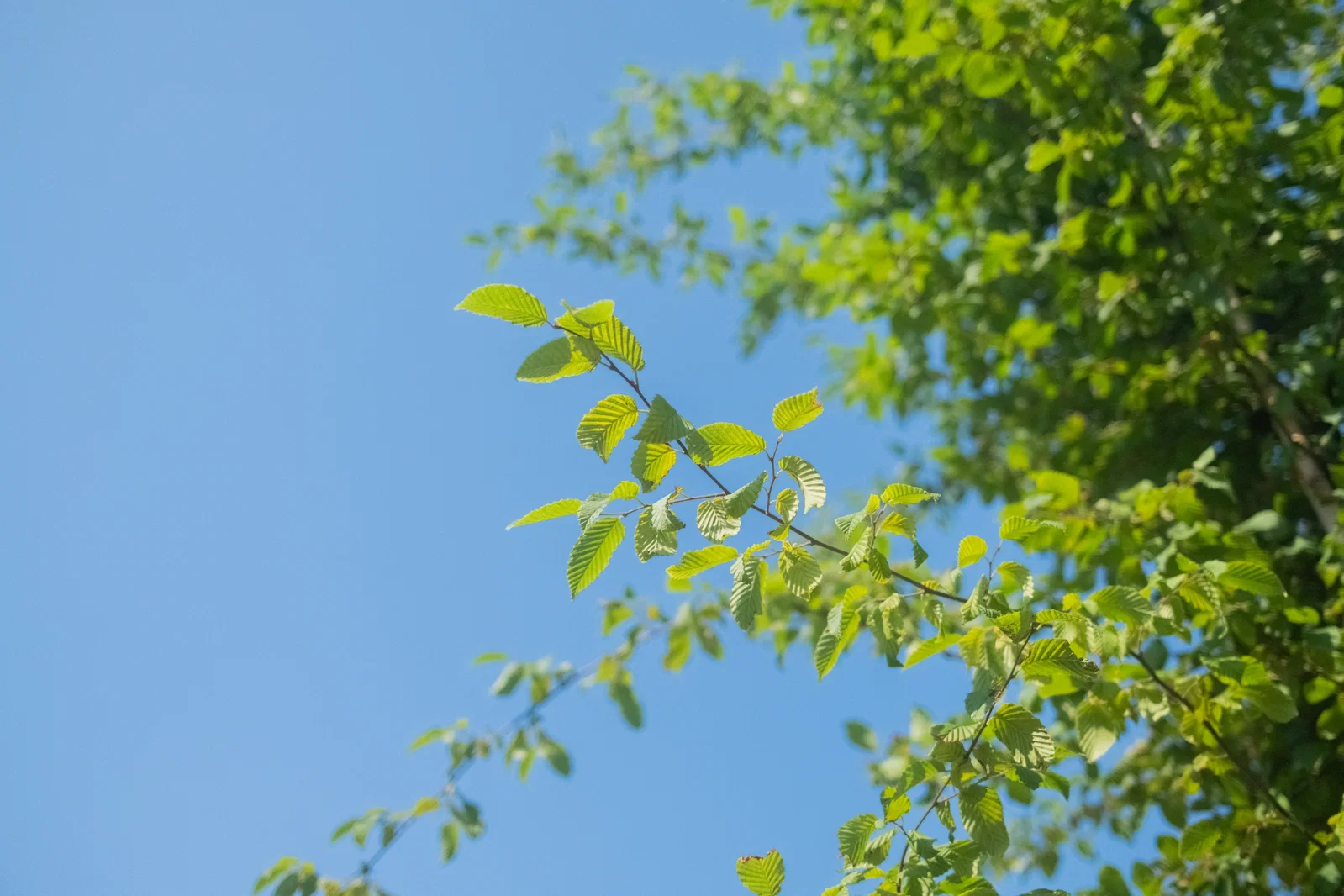 Carpinus Betulus Hochstamm (Hainbuche)-2