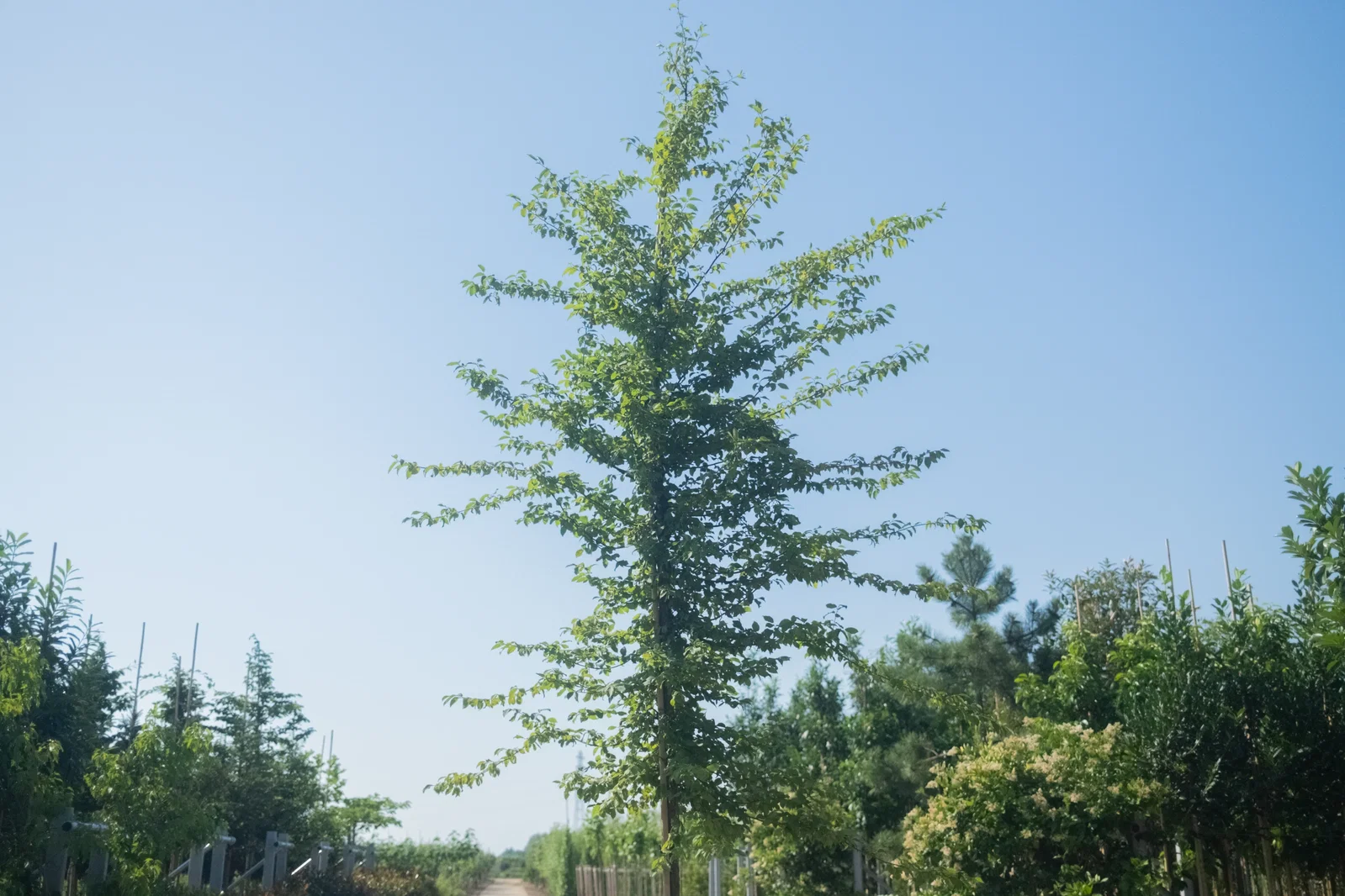 Carpinus Betulus Hochstamm (Hainbuche)-14
