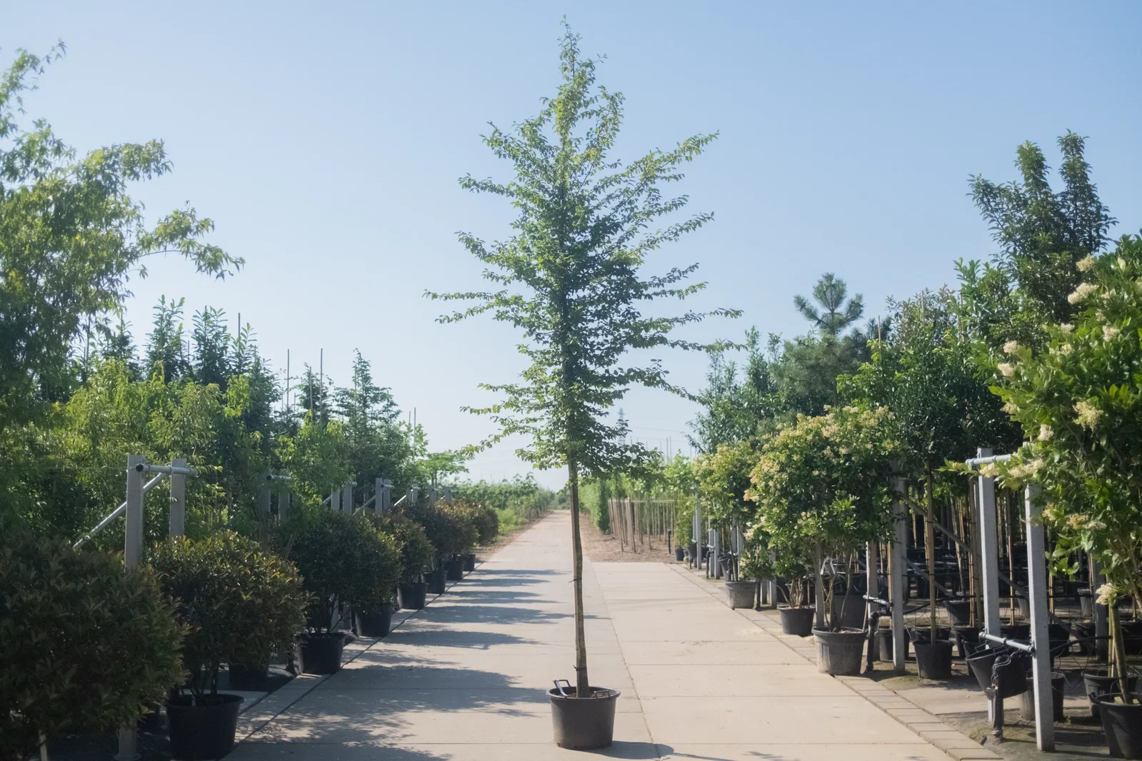 Carpinus Betulus Hochstamm (Hainbuche)-1