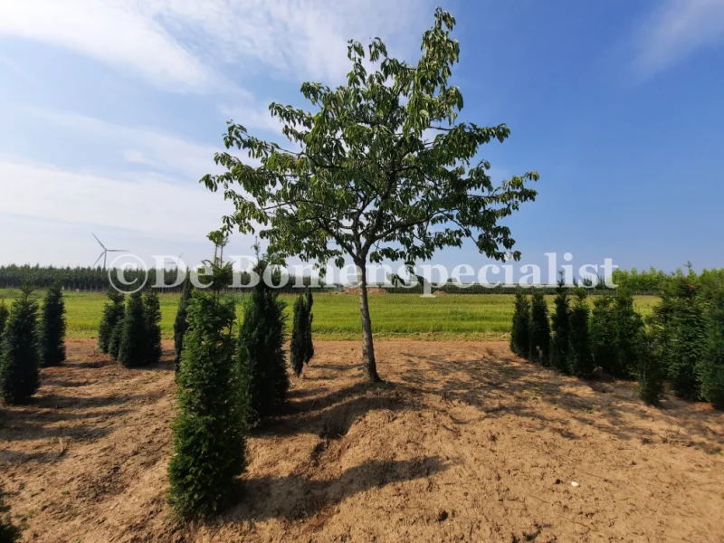 Prunus avium Kordia (Zoete Kers)-2