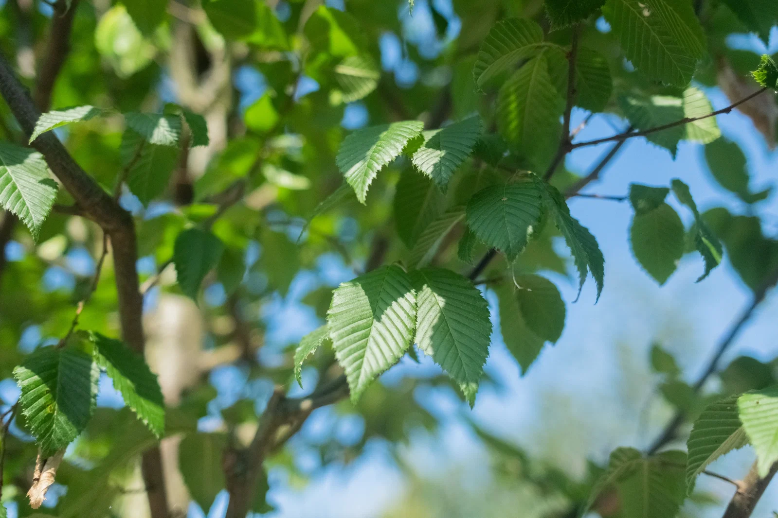 Carpinus Betulus (Hainbuche)-4