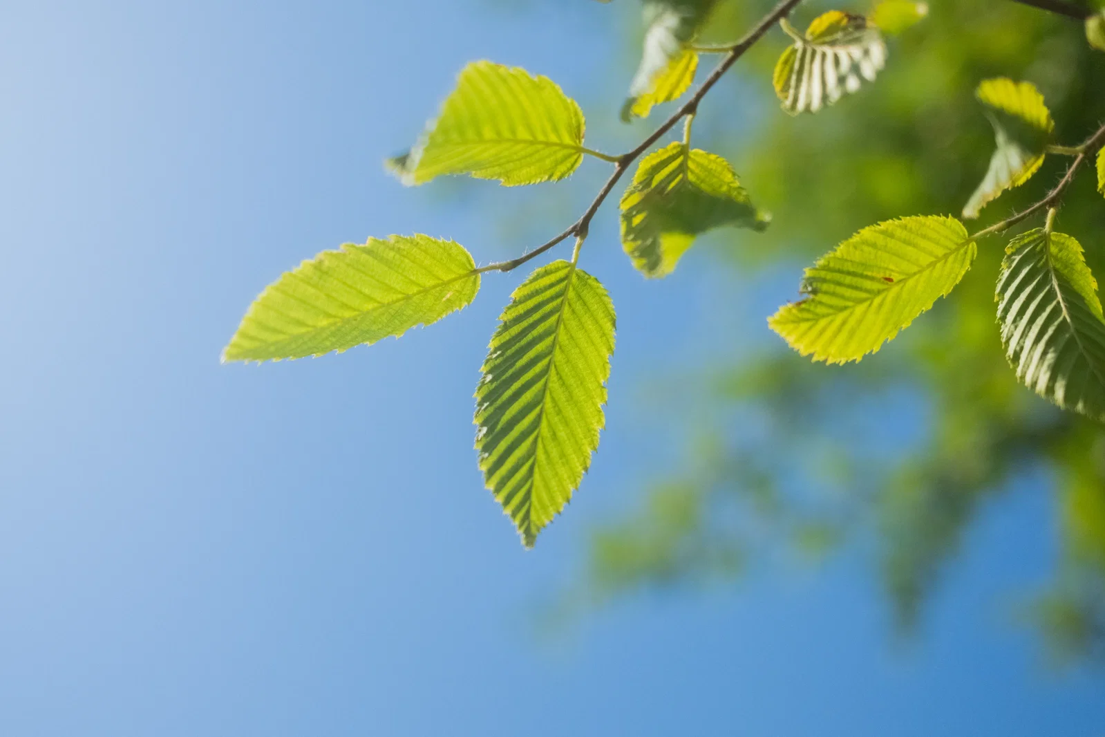 Carpinus Betulus blokvorm 100 cm (Blokbeuk)-2