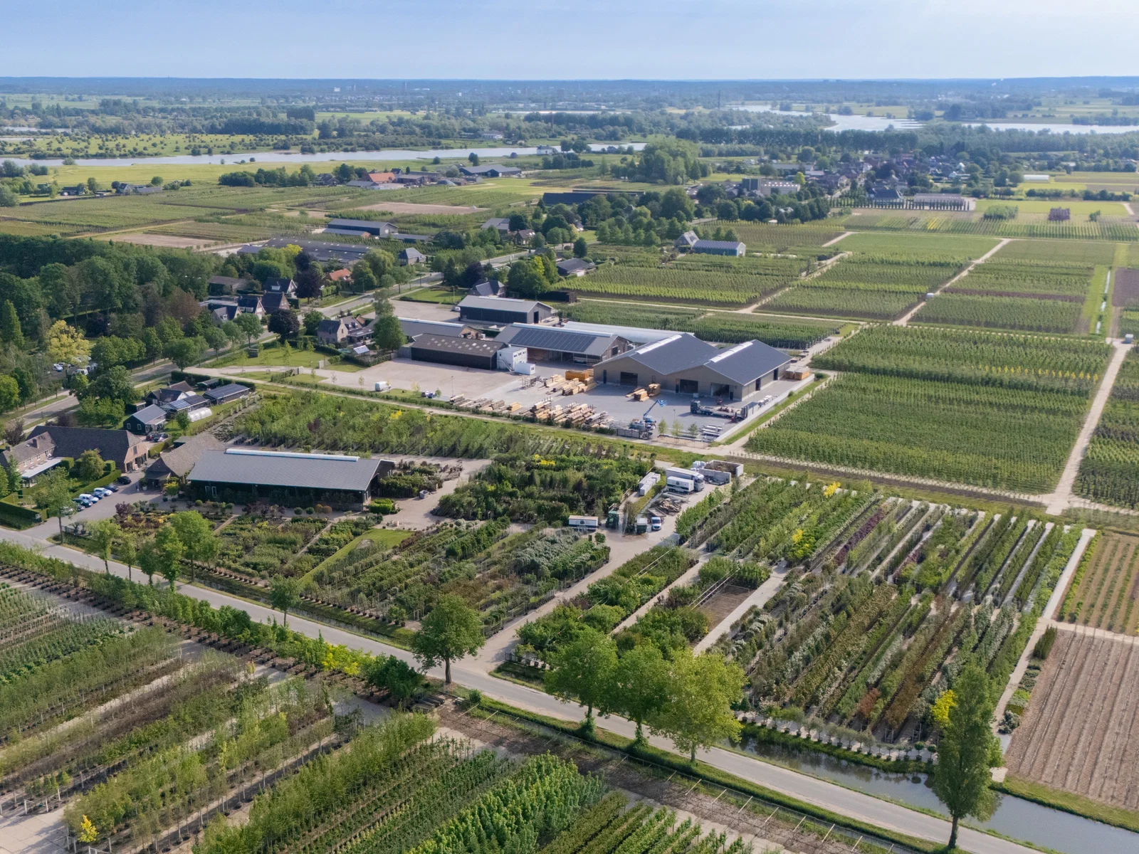 Carpinus Betulus Mehrstämmig (Hainbuche)-18