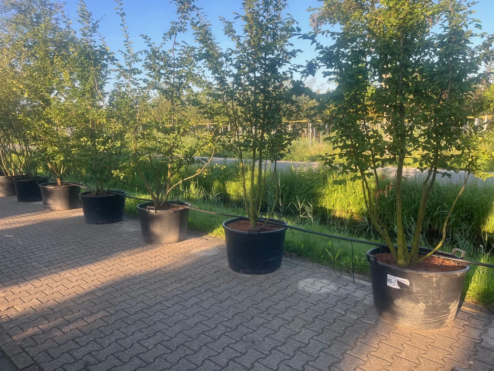 Carpinus Betulus Mehrstämmig (Hainbuche)-5