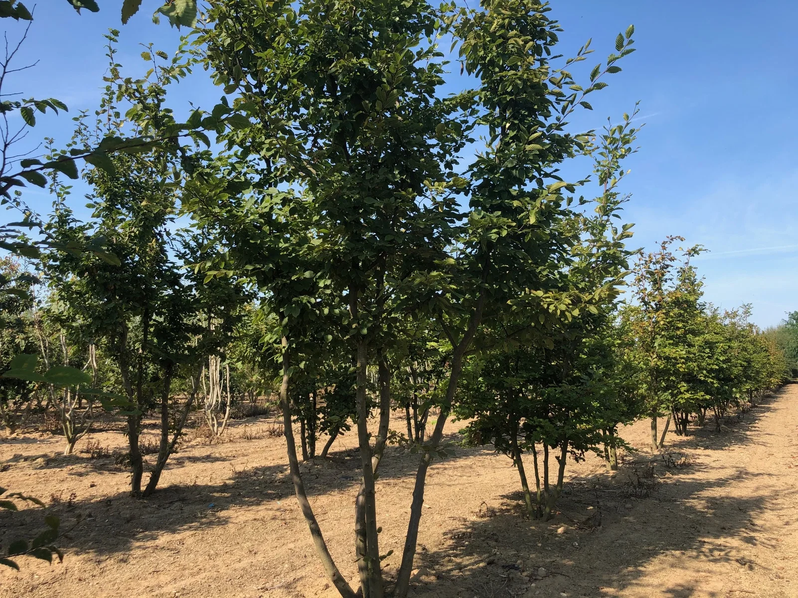Carpinus Betulus Mehrstämmig (Hainbuche)-9