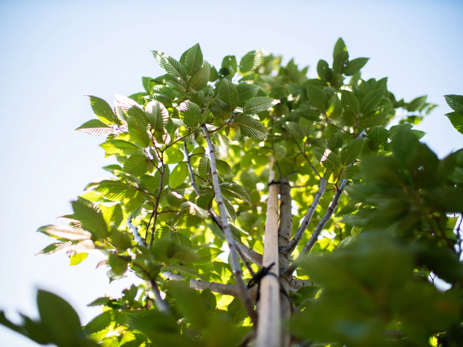 Carpinus Betulus Frans Fontaine Hochstamm (Hainbuche)-7