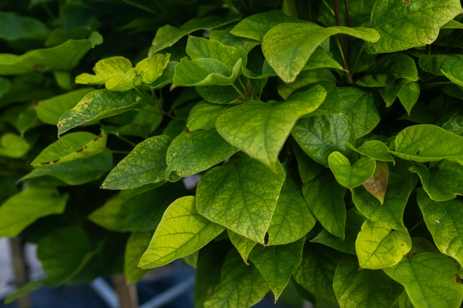 Catalpa Bignonioides Meerstammig (Trompetboom)-2