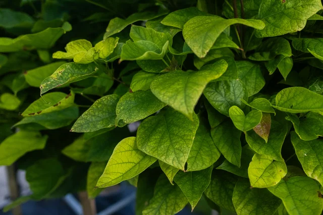 Catalpa Bignonioides Mehrstämmig (Trompetenbaum)