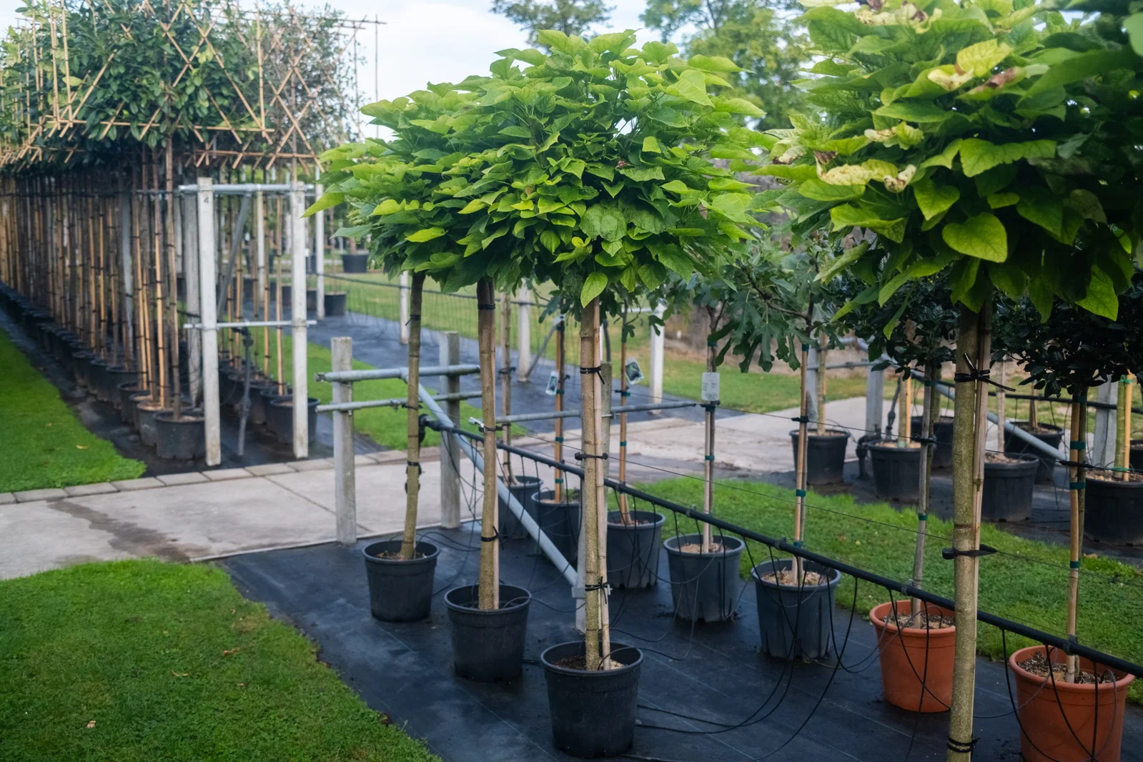 Catalpa Bignonioides Nana Halbstamm (Kugel Trompetenbaum)-2