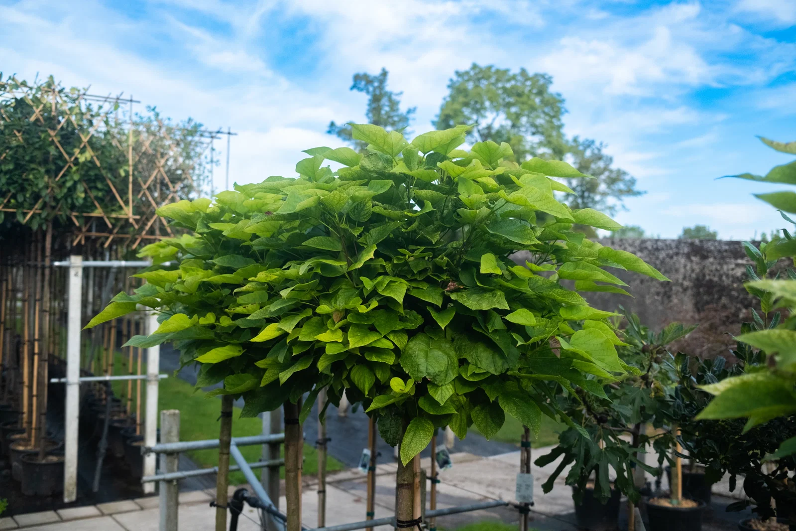 Catalpa Bignonioides Nana Halbstamm (Kugel Trompetenbaum)-5