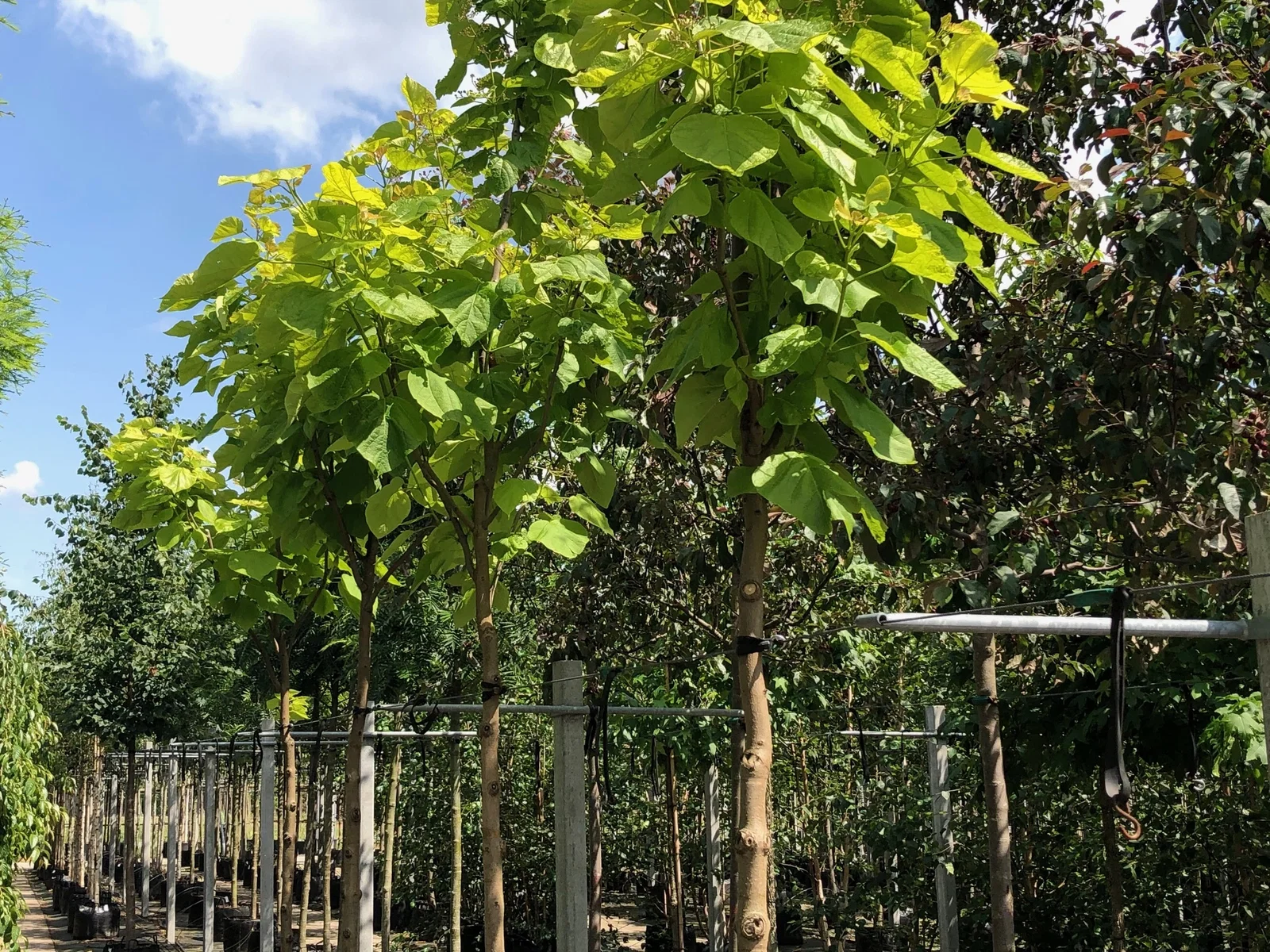 Catalpa Bignonioides Aurea (Trompetboom)-1