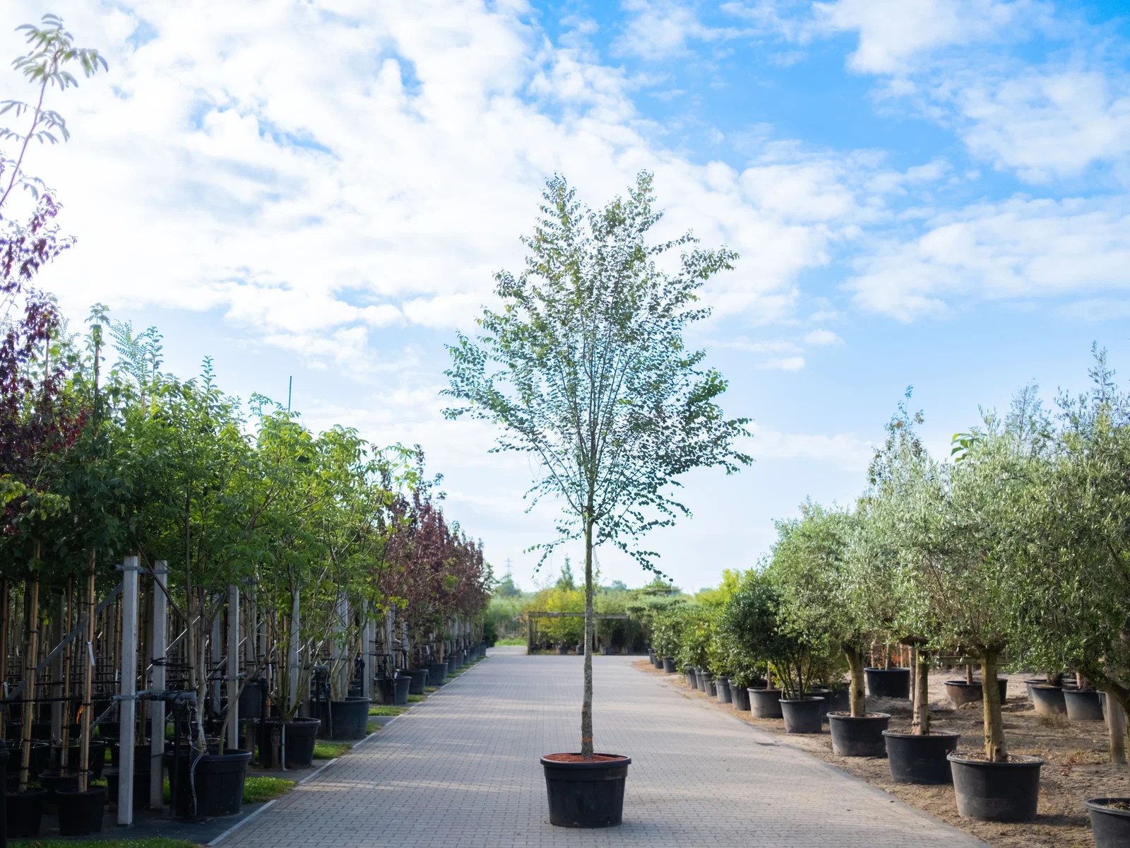 Cercidiphyllum Japonicum (Lebkuchenbaum)-1