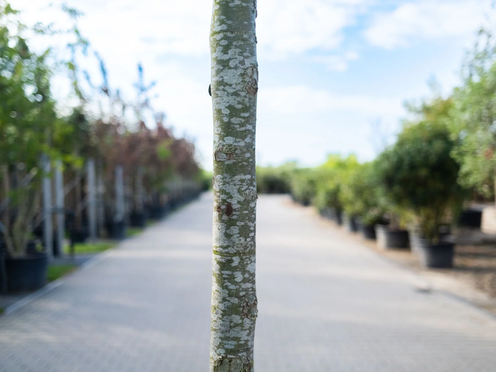 Cercidiphyllum Japonicum (Lebkuchenbaum)-3