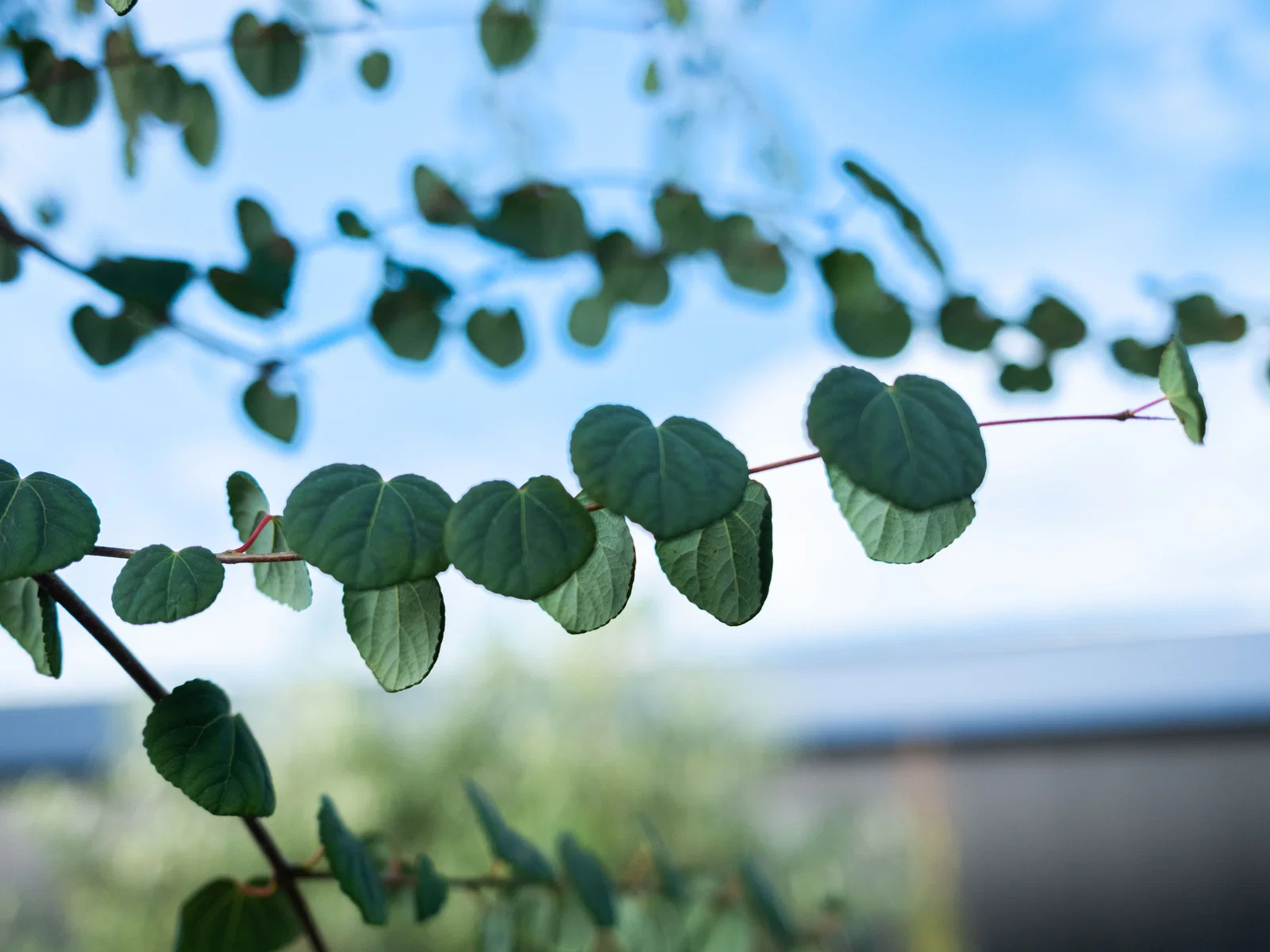 Cercidiphyllum Japonicum (Lebkuchenbaum)-5
