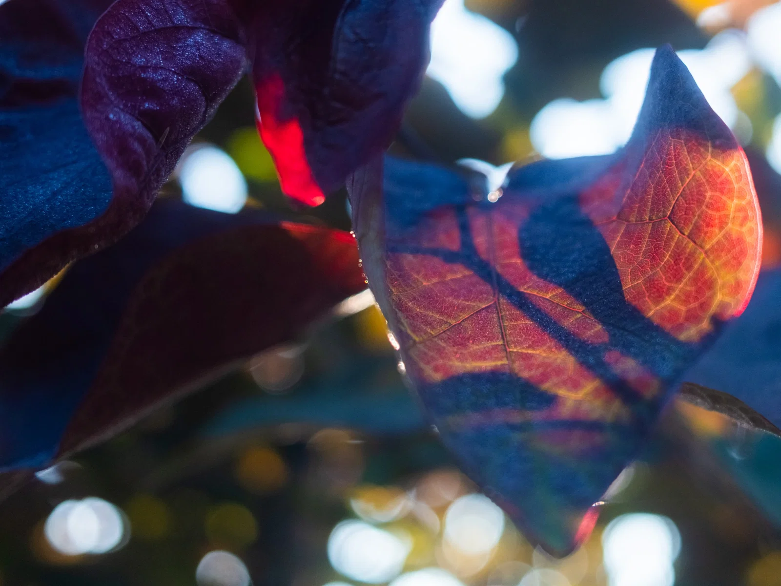 Cercis canadensis Forest Pansy Leiboom (Judasboom Leiboom)-2
