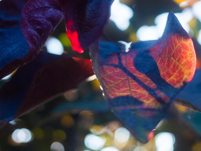 Cercis canadensis Forest Pansy Leiboom (Judasboom Leiboom)