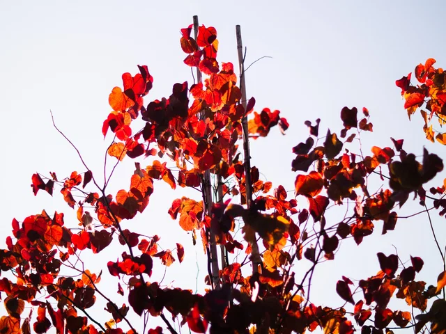 Cercis Canadensis Forest Pansy Mehrstämmig (Kanadischer Judasbaum)