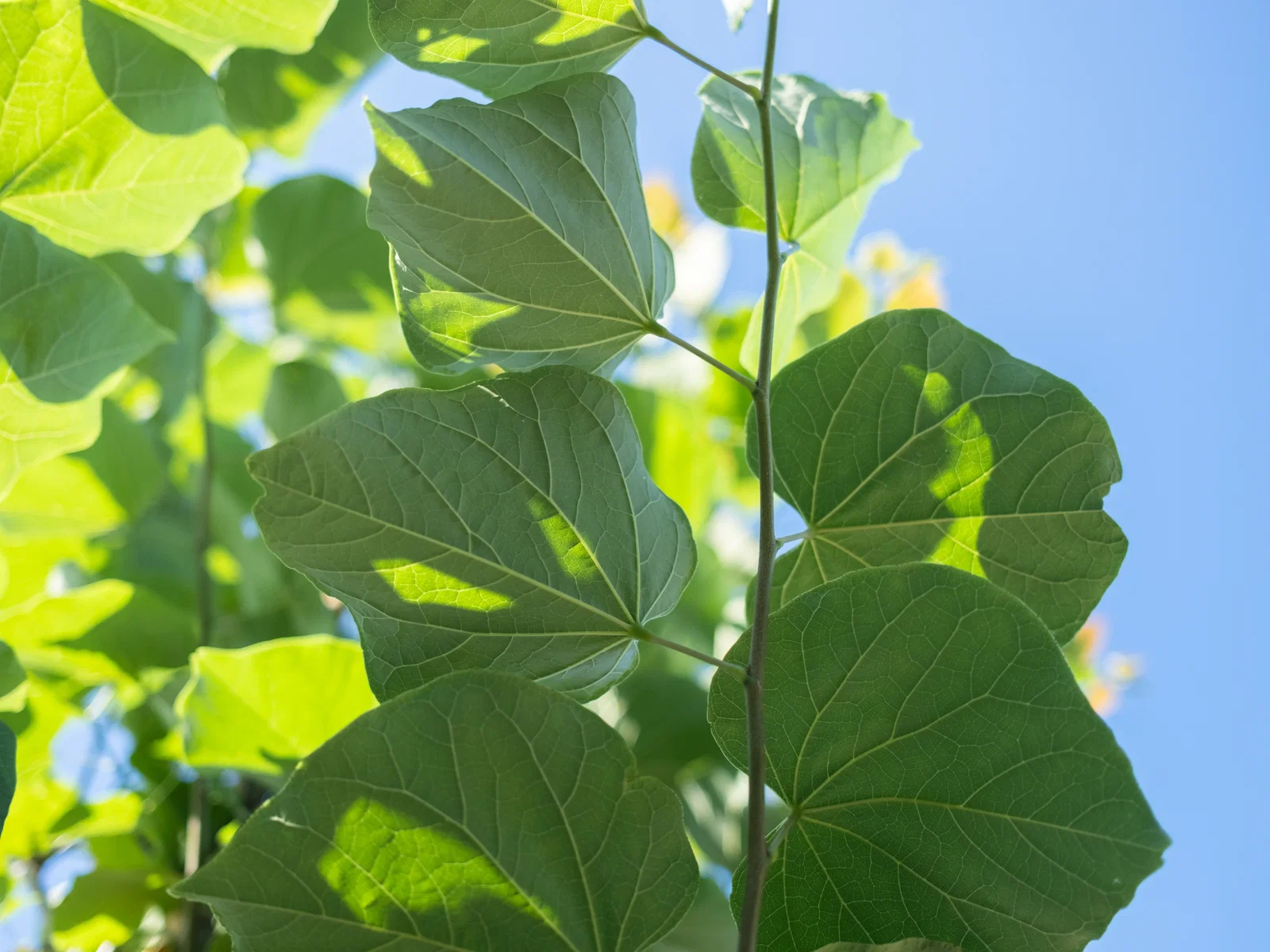 Cercis Canadensis Meerstammig (Judasboom)-2