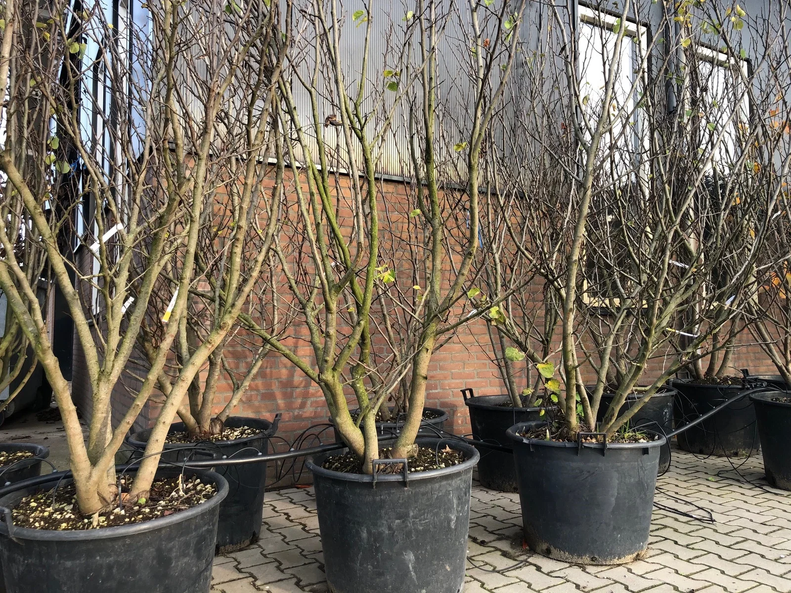 Cercis Canadensis Mehrstämmig  (Kanadischer Judasbaum)-4