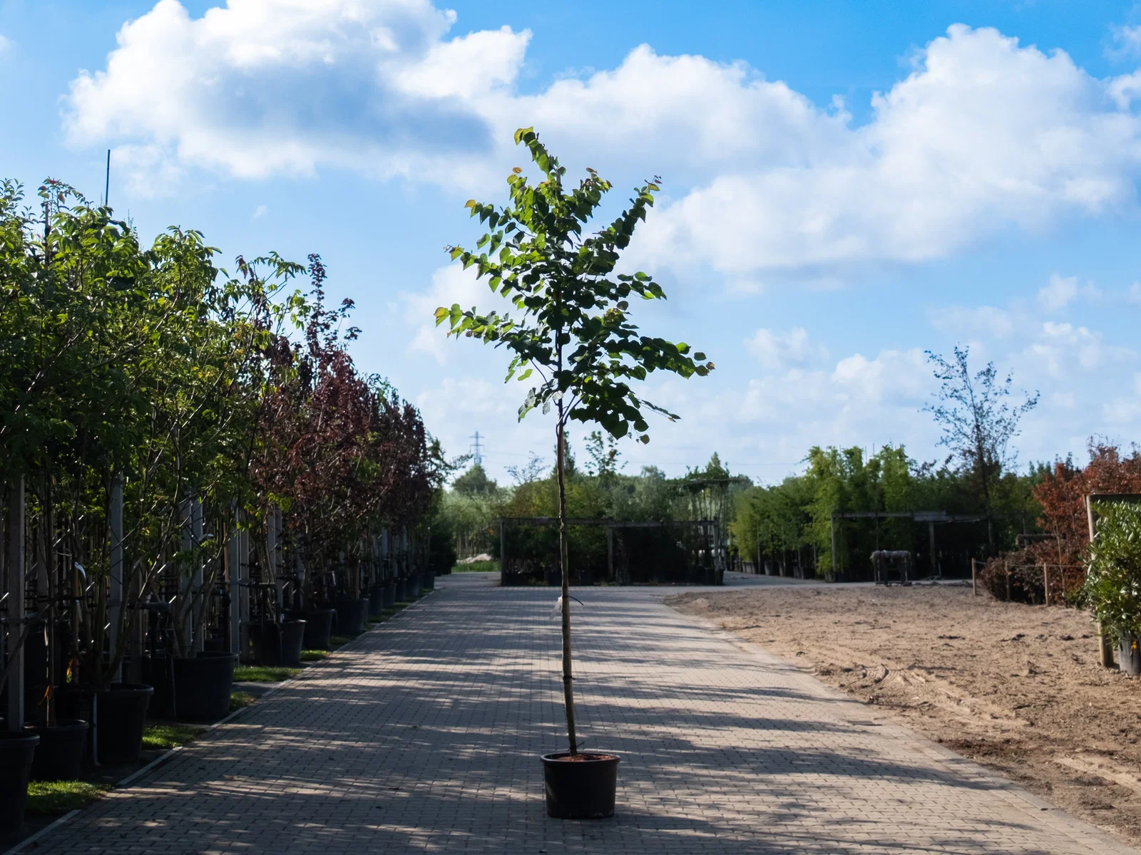 Cercis Canadensis (Kanadischer Judasbaum)-2