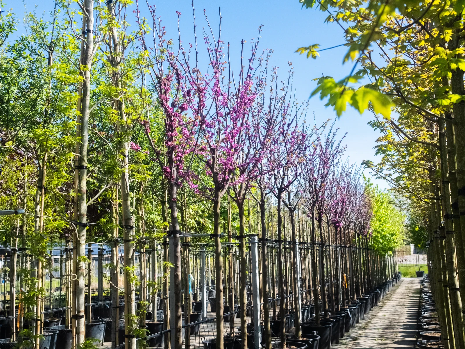 Cercis Siliquastrum (Gewöhnlicher Judasbaum)-2
